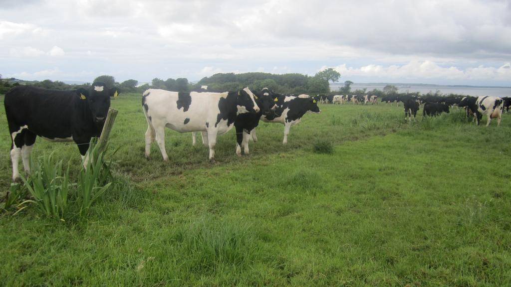 فيلا Greenfields Farmhouse Ballylongford المظهر الخارجي الصورة